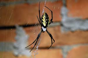 
One Mother reader overcame a fear of Spiders to befriend Georgina, a spider much like this yellow and black garden spider
